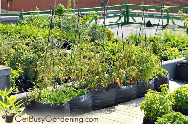 You can build a vertical garden anywhere, even on a rooftop