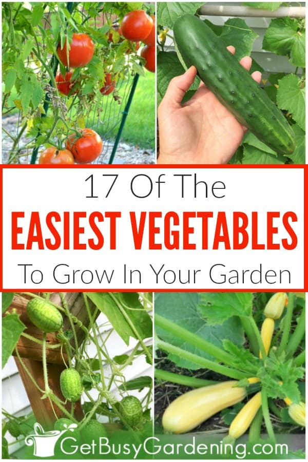 17 Of The Easiest Vegetables To Grow In Your Garden