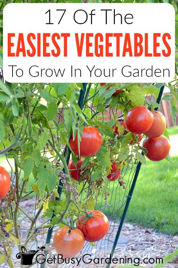 17 Of The Easiest Vegetables To Grow In Your Garden