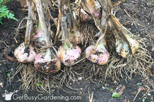 Garlic is simple to grow in the garden