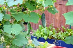 Cucumbers dangling down from a trellis