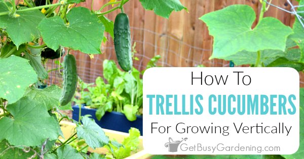 How to Trellis Cucumbers (with Pictures) - wikiHow