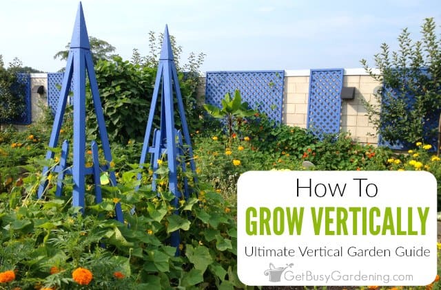 Growing Vertically The Ultimate Vertical Garden Guide Get Busy