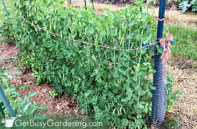 Peas are one of the best vegetables for vertical gardening
