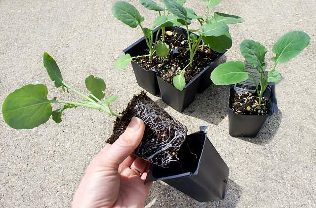 Removing a seedling from the tray cell