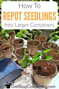 When & How To Repot Seedlings: 5 Easy Steps! - Get Busy Gardening
