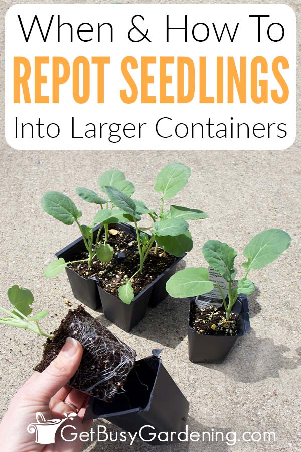 When & How To Repot Seedlings Into Larger Containers