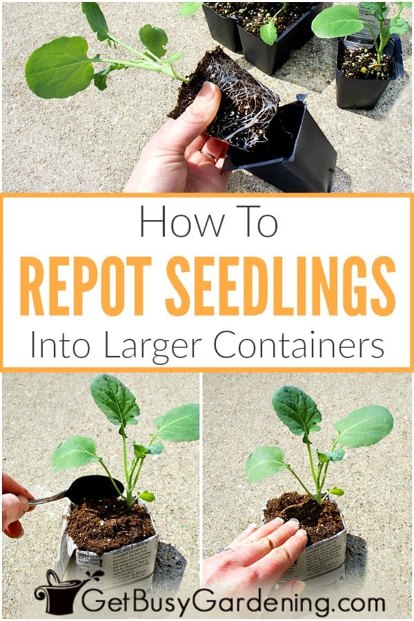 How To Repot Seedlings Into Larger Containers