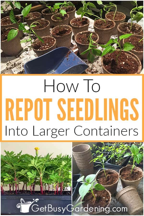 How To Repot Seedlings Into Larger Containers
