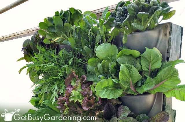 Salad greens are good plants for vertical gardens