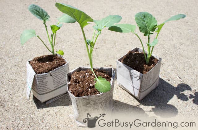 Seedlings potted in newspaper pots