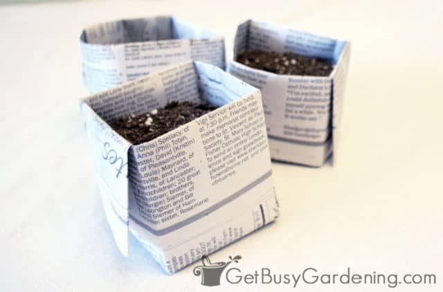 Square newspaper pots for seedlings