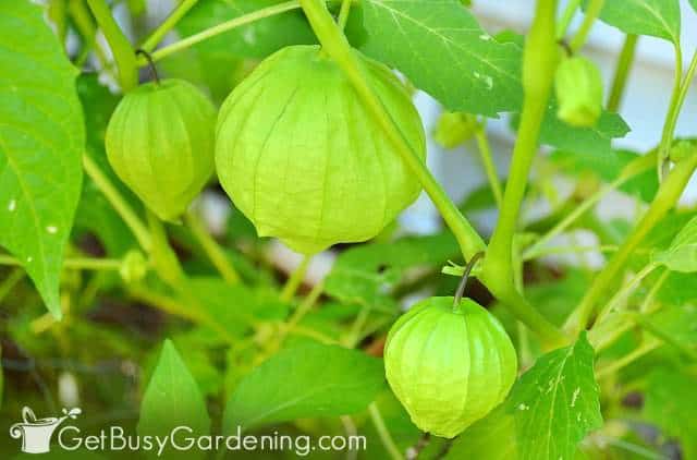 Tomatillo is one of the easiest vegetables to grow