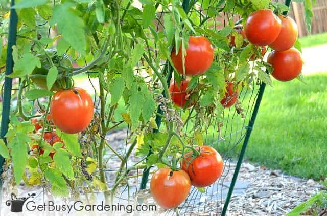 Tomatoes are easy vegetables to grow