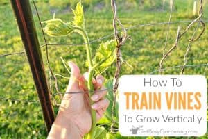 How To Train Vines To Grow Vertically