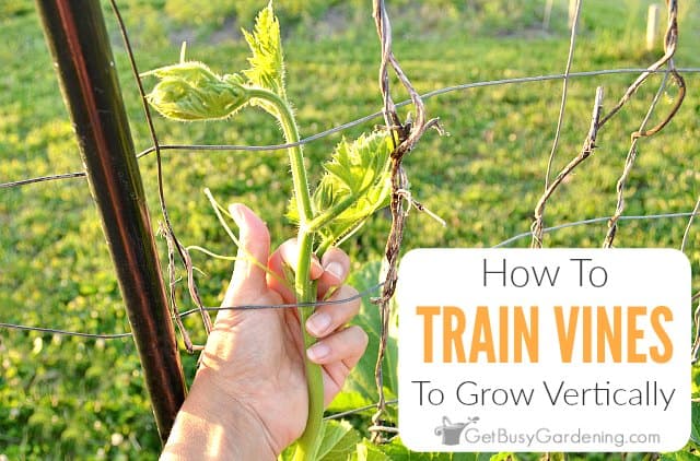 How To Train Vining Plants On Your Trellis - H Potter Blog