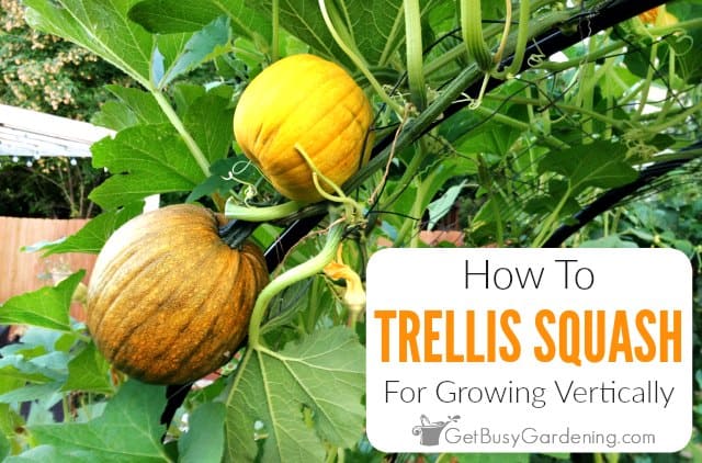 Growing Squash Vertically - Everything You Need To Know