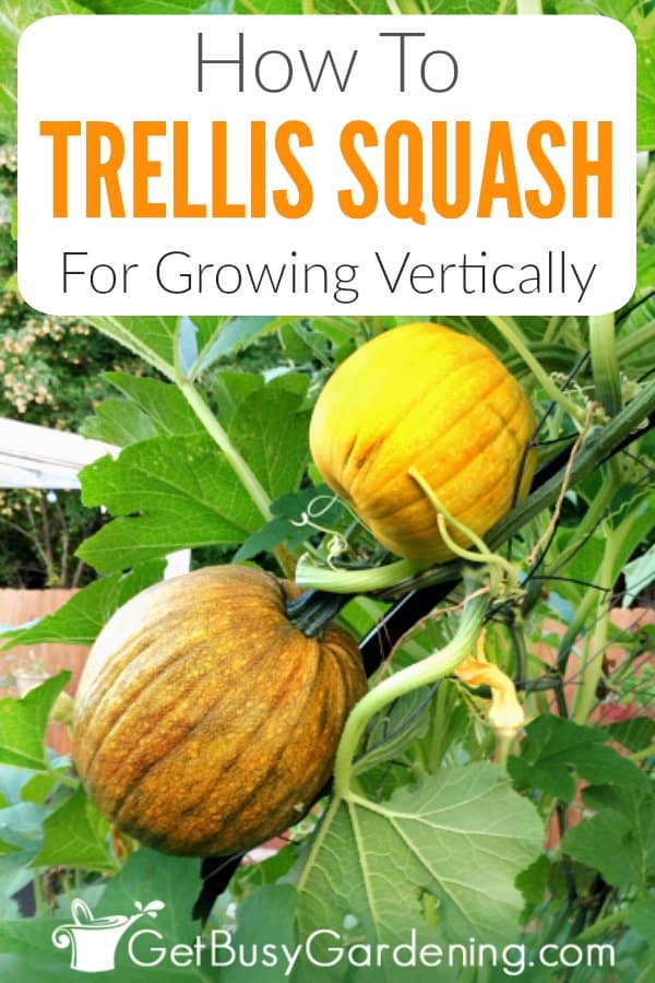 How To Trellis Squash For Growing Vertically