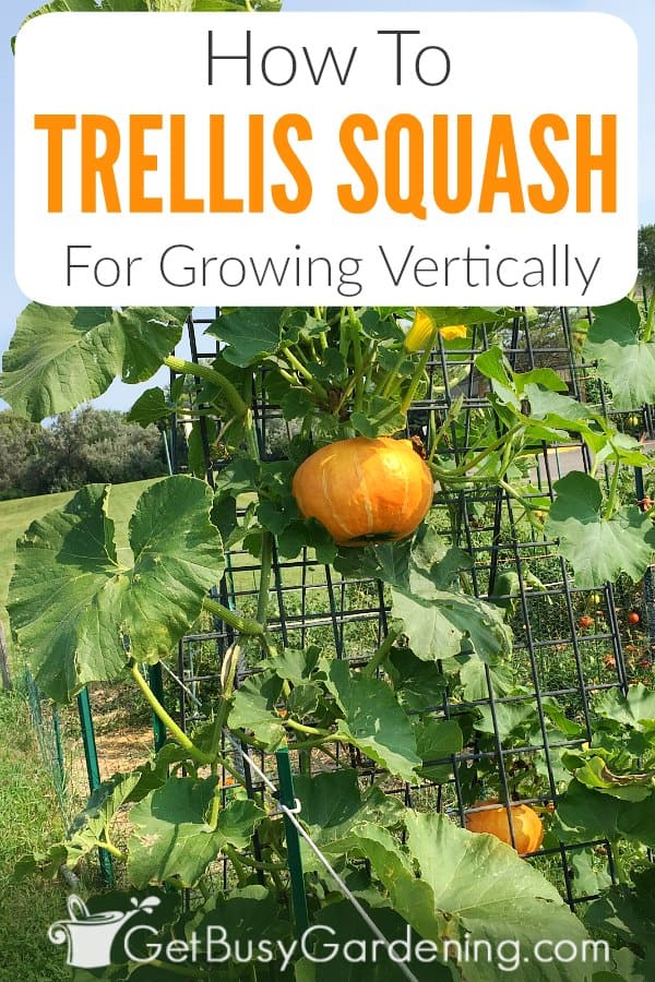 How To Trellis Squash For Growing Vertically