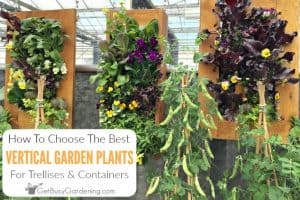 How To Choose The Best Vertical Garden Plants