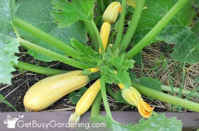Zucchini is perfect for beginners to grow