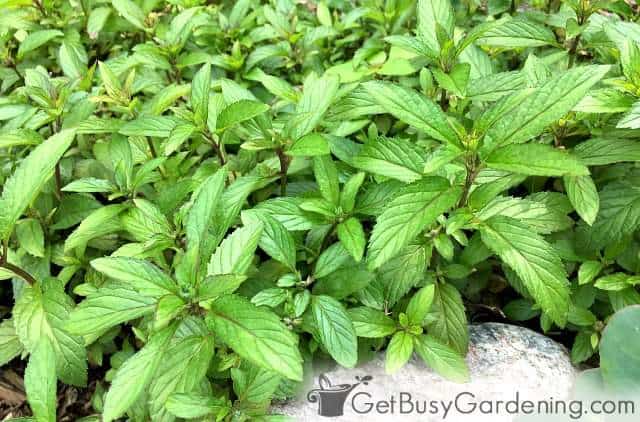 Chocolate mint plant looking great in my garden