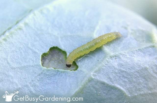 Baby cabbage worm eating a hole in a leaf