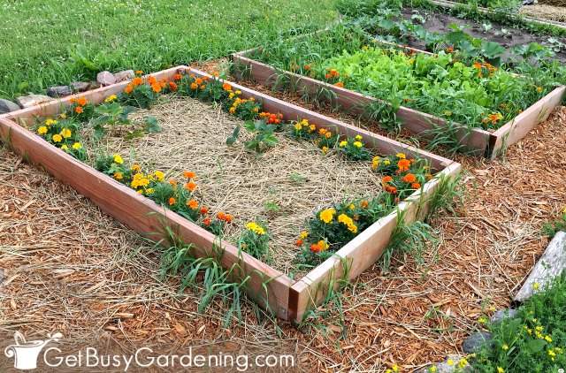 Backyard vegetable garden where I grow my own food