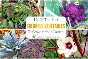 15 Colorful Vegetables To Grow In Your Garden