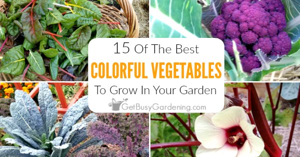 15 Colorful Vegetables To Grow In Your Garden - Get Busy Gardening