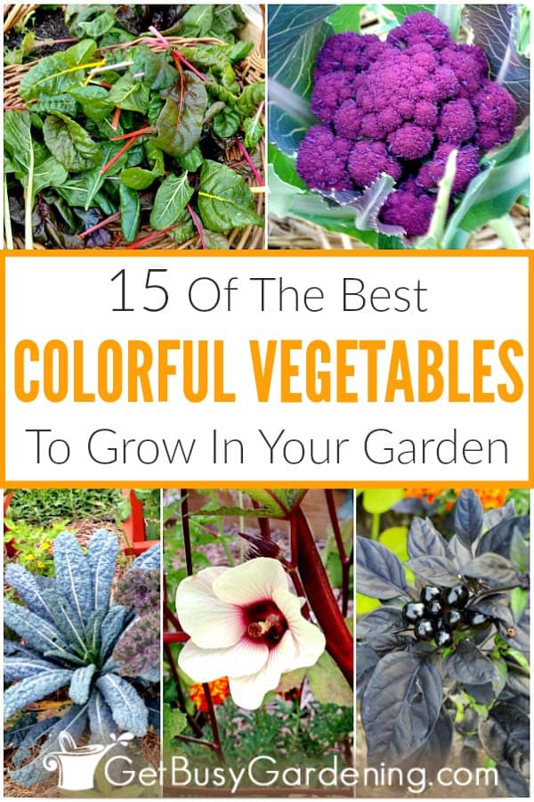15 Of The Best Colorful Vegetables To Grow In Your Garden