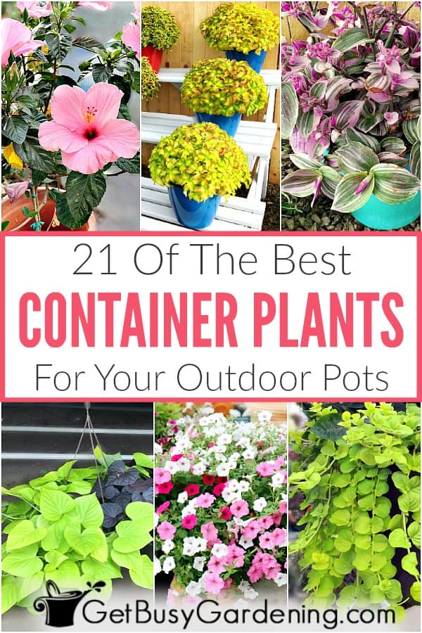 The best low maintenance plants for outdoor pots, and how to take
