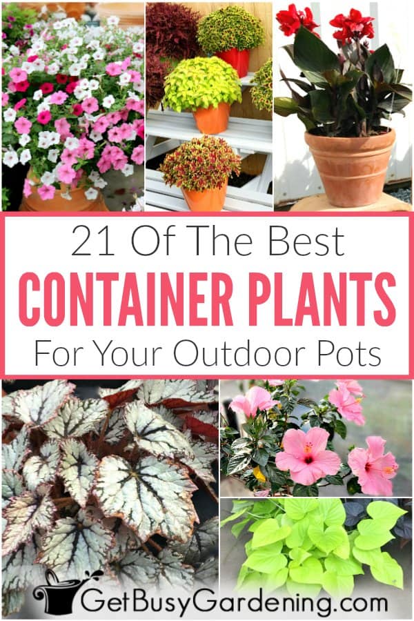 21 Of The Best Container Plants For Your Outdoor Pots