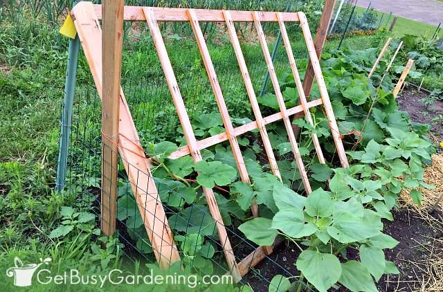 Different types of wood are great trellis materials