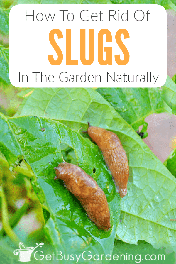 How To Get Rid Of Slugs In The Garden Naturally