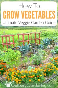 Growing Vegetables: The Ultimate Veggie Garden Guide - Get Busy Gardening