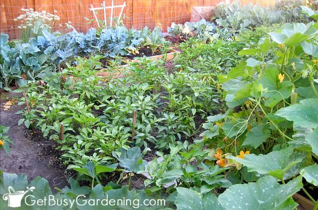 Growing vegetables at home in a basic veggie garden