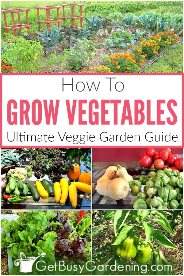 How To Grow Vegetables: Ultimate Veggie Garden Guide