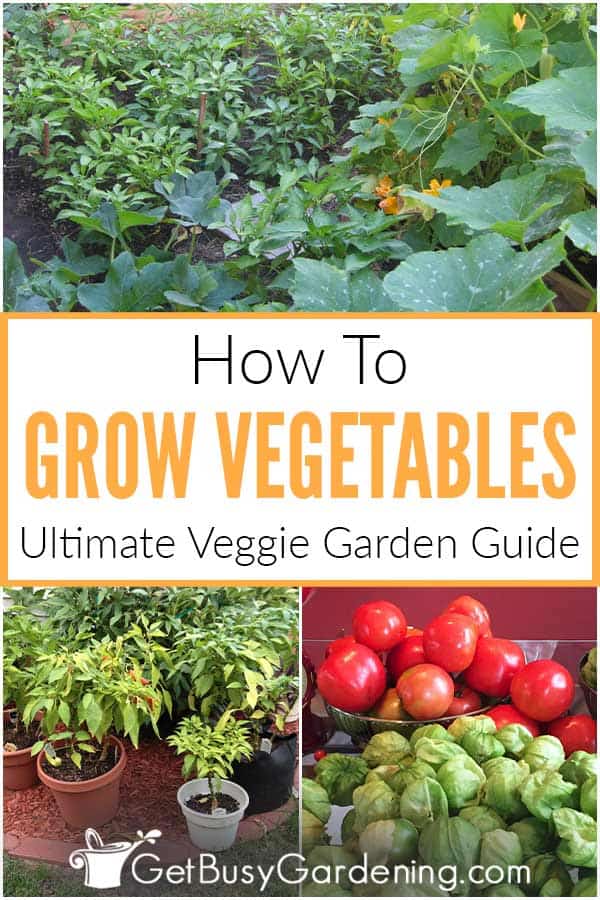 How To Grow Vegetables: Ultimate Veggie Garden Guide