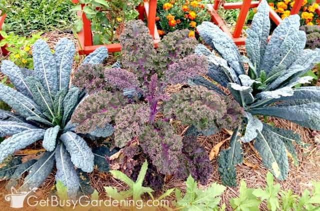 Kale are easy and colorful vegetables to grow
