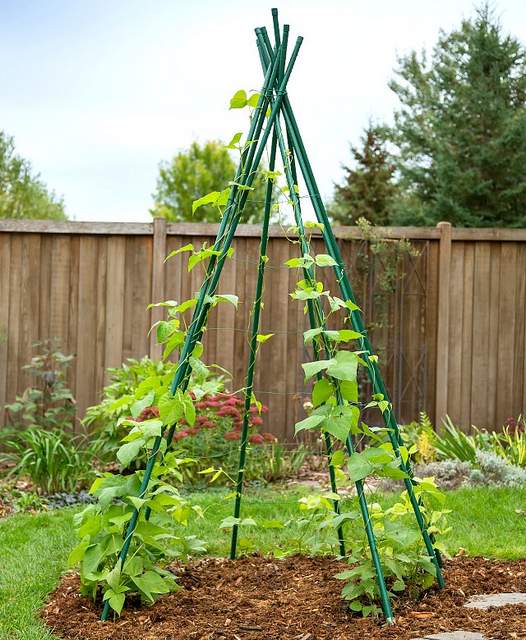 Vertical garden idea #15- Large teepee fort vine support trellis
