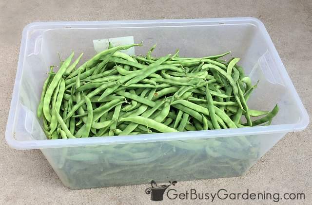 Overwhelmed with too many green beans from the garden