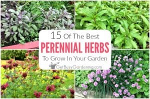 15 Best Perennial Herbs To Grow In Your Garden