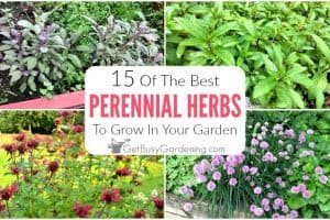 15 Perennial Herbs To Grow In Your Garden