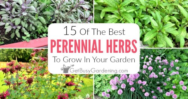 15 Best Perennial Herbs To Grow In Your Garden