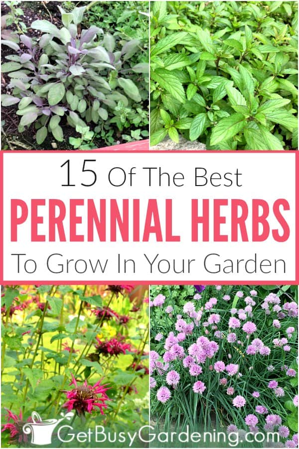15 Of The Best Perennial Herbs To Grow In Your Garden