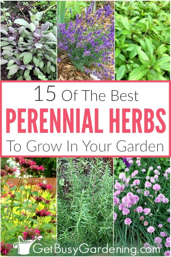 15 Of The Best Perennial Herbs To Grow In Your Garden