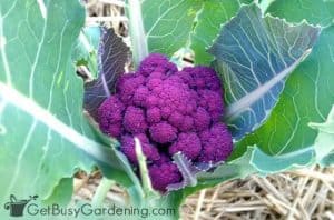 15 Colorful Vegetables To Grow In Your Garden - Get Busy Gardening