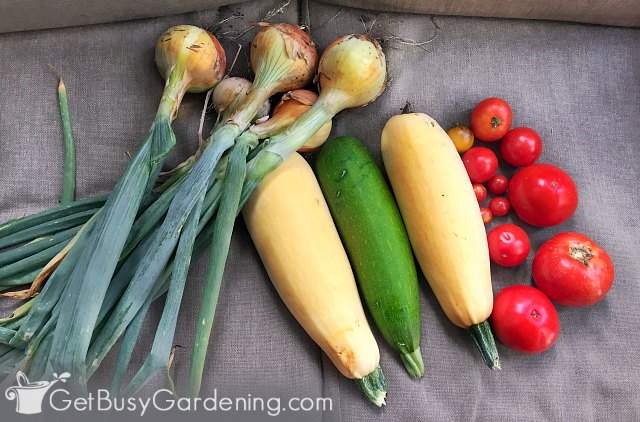 Small harvest of veggies to enjoy from the garden