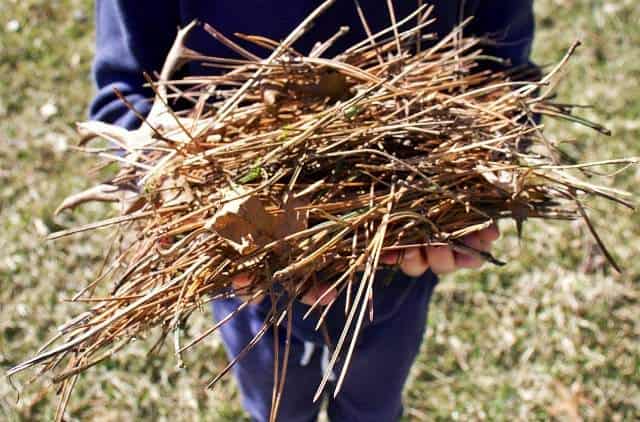 Try pine needles as vegetable garden mulching materials
